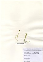 藏品(扁石髮)的圖片